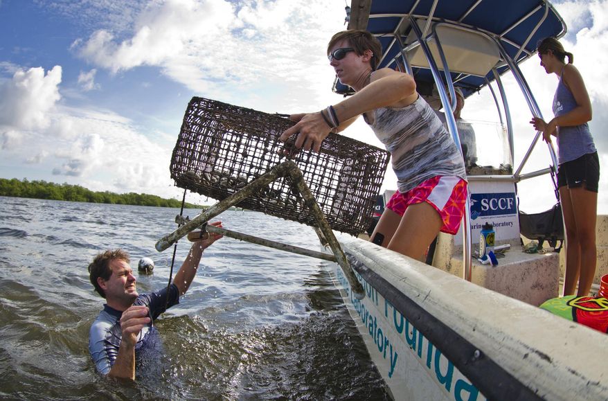 ADVANCED FOR RELEASE SATURDAY, AUGUST 8, 2015 Eric Milbrandt, director of the Sanibel Captiva Conservation Foundation marine lab, hands Sarah Bridenbaugh, a research assistant for SCCF, one of their research cages used to monitor bay scallops in Tarpon Bay, July 30, 2015. (Ric Rolon/The News-Press via AP) NAPLES OUT, NO SALES, MAGS OUT