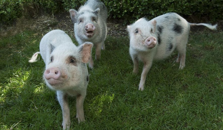 This photo from Friday, July 31, 2015, provided by the Wildlife Conservation Society, shows three Juliana pigs on their debut at Brooklyn's Prospect Park Zoo in New York. Juliana pigs are the smallest breed of miniature pig. They weigh no more than 65 pounds when full grown. (Julie Larsen Maher, Wildlife Conservation Society via AP)