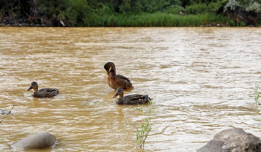 Ducks wade in the Animas River as orange sludge from a mine spill upstream flows past Berg Park in Farmington, N.M., Saturday, Aug. 8, 2015. About 1 million gallons of wastewater from Colorado&#39;s Gold King Mine began spilling into the Animas River on Wednesday when a cleanup crew supervised by the Environmental Protection Agency accidentally breached a debris dam that had formed inside the mine. The mine has been inactive since 1923 ( Alexa Rogals/The Daily Times via AP)