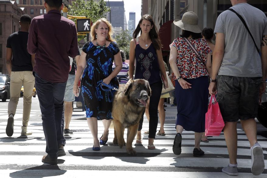 In this Wednesday, Aug. 5, 2015 photo, Morgan Avila, left center, walks Magnito, a Leonberger, as he's evaluated by Sarah Fraser, right center, through pedestrians on Madison Ave. during a demonstration of an urban canine good citizen test for city dogs in New York. (AP Photo/Richard Drew)