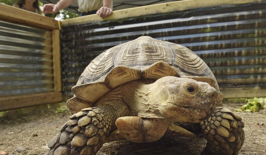 FOR RELEASE SATURDAY, AUG. 15, 2015 - In this photo taken on July 30, 2015, a large African Sulcata Tortoise crawls in its inclosure in the backyard of Bob and Liz Shumaker's Westside Jacksonville, Fla., home. What started as one pet snake for Bob and Liz Shumaker grew into a collection of over 100 snakes, lizards, turtles, tortoises and a handful of other critters in and around their Westside Jacksonville home. They have collected, bred, and taken in rescue reptiles and do public appearances and educational events in the community in an effort to educate the public as well as generate extra revenue to feed and maintain their growing collection. (Bob Self/The Florida Times-Union via AP) MANDATORY CREDIT