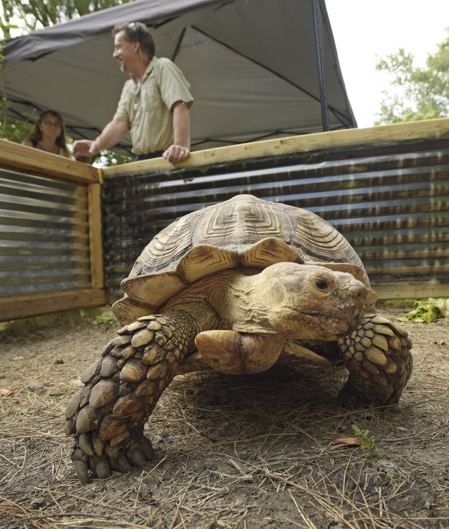 FOR RELEASE SATURDAY, AUG. 15, 2015 - In this photo taken on July 30, 2015, a large African Sulcata Tortoise crawls in its inclosure in the backyard of Bob and Liz Shumaker's Westside Jacksonville, Fla., home. What started as one pet snake for Bob and Liz Shumaker grew into a collection of over 100 snakes, lizards, turtles, tortoises and a handful of other critters in and around their Westside Jacksonville home. They have collected, bred, and taken in rescue reptiles and do public appearances and educational events in the community in an effort to educate the public as well as generate extra revenue to feed and maintain their growing collection. (Bob Self/The Florida Times-Union via AP) MANDATORY CREDIT
