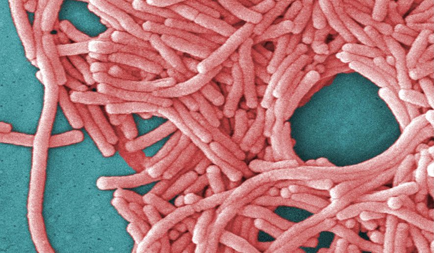This undated image made available by the Centers for Disease Control and Prevention shows a large grouping of Legionella pneumophila bacteria (Legionnaires' disease). Most deaths from Legionnaires' disease are tied to hospital and nursing home showers, not outdoor cooling towers, new government figures released Thursday, Aug. 13, 2015 show. The germ spreads into the lungs through water vapor or mist. (Janice Haney Carr/Centers for Disease Control and Prevention via AP) .