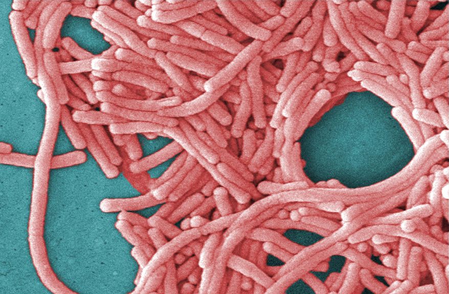 This undated image made available by the Centers for Disease Control and Prevention shows a large grouping of Legionella pneumophila bacteria (Legionnaires' disease). Most deaths from Legionnaires' disease are tied to hospital and nursing home showers, not outdoor cooling towers, new government figures released Thursday, Aug. 13, 2015 show. The germ spreads into the lungs through water vapor or mist. (Janice Haney Carr/Centers for Disease Control and Prevention via AP) .