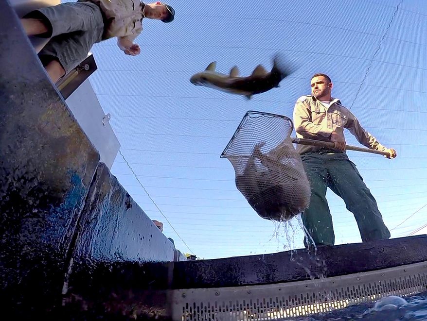 Mike Marty, of the California Fish and Wildlife Department, hoists a net full of splashing rainbow trout as one jumps back into the holding tank, at the San Joaquin Hatchery near Fresno, Calif., Weds., Aug. 12, 2015. Tons of rainbow trout had to be rescued from the Central California fish hatchery and moved by truck to cooler lake water, sparing them from the state's relentless drought, wildlife officials said Wednesday. About 80,000 pounds of trout were scooped up from the San Joaquin Hatchery near Fresno and hauled 30 miles uphill to Shaver Lake in the Sierra Nevada foothills. Temperatures in Millerton Lake, which flow through into the hatchery on the San Joaquin River, had reached nearly 70 degrees, threatening the trout's survival. (John Walker/Fresno Bee via AP)