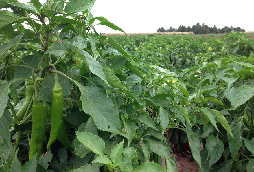 FILE - This Aug. 22, 2014 file photo shows a research plot of green chile peppers at New Mexico State University's agricultural science center in Los Lunas, N.M. Chile growers in New Mexico say they need a guest worker program to survive and reverse the decline of the famed crop. New Mexico Chile Commission chairman Rick Ledbetter says growers want new temporary immigrant labor because U.S.-born workers are opting not to work in the fields. That's creating a shortage of green chile pickers. (AP Photo/Susan Montoya Bryan,File)