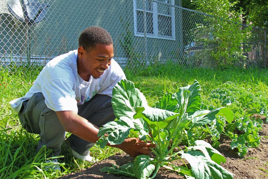 ADVANCE FOR WEEKEND EDITIONS, AUG. 15-16 - In this photo taken Tuesday, Aug. 4, 2015, Jessie McDaniel tends to greens at an urban farm site in north Minneapolis. The farm is managed by Appetite For Change, a north side nonprofit that McDaniel’s mother, Princess Titus, co-founded to teach young people about food. (Jared Hemming/Minnesota Public Radio via AP) MANDATORY CREDIT