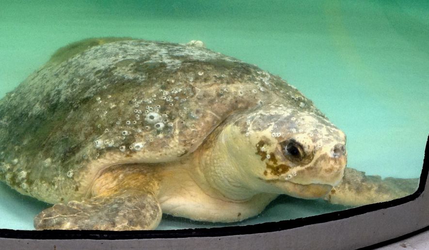 A loggerhead sea turtle rests in a tank on Thursday, Aug. 13, 2015, at the sea turtle hospital at the South Carolina Aquarium in Charleston, S.C. (AP Photo/Bruce Smith) ** FILE **