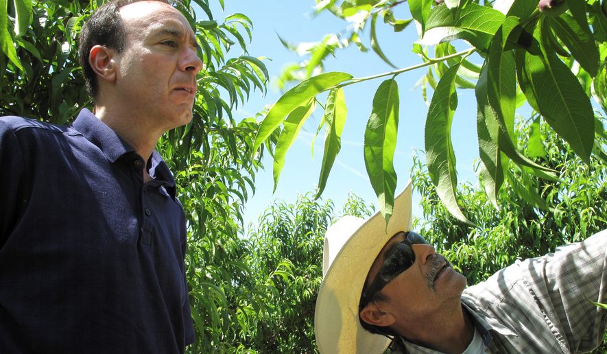 Dan Gerawan (left), owner of Gerawan Farming Inc., talks with crew boss Jose Cabello in a nectarine orchard near Sanger, California. Gerawan Farming is in a battle with the United Farm Workers, which wants to represent thousands of workers at the family farm. (Associated Press)