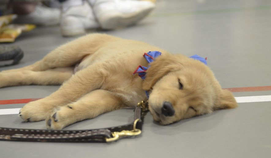 A puppy takes a nap in Fort Dodge, Iowa, Aug. 23, 2015. (Jesse Major/The Messenger via AP) ** FILE **