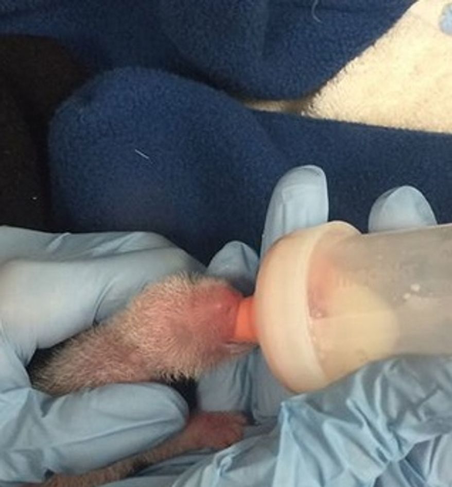 The smaller panda cub is fed by the National Zoo's panda team. (Image: Smithsonian’s National Zoo and Conservation Biology Institute's Facebook page)