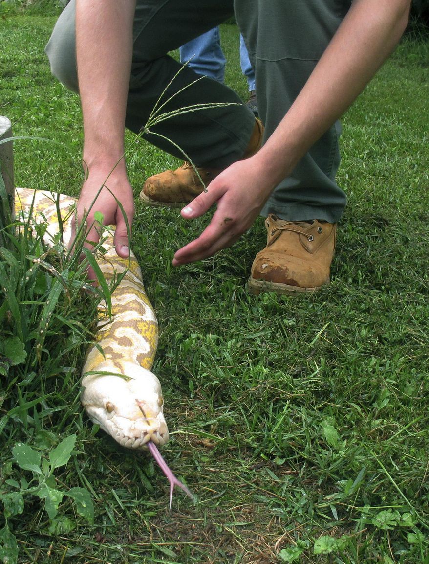 Snake expert Mack Ralbvosky, of the Rainforest Reptile Shows, follows a reticulated python before it is put into a crate for shipment to Massachusetts Tuesday, Aug. 25, 2015, in North Clarendon, Vt. (AP Photo/Wilson Ring) ** FILE **