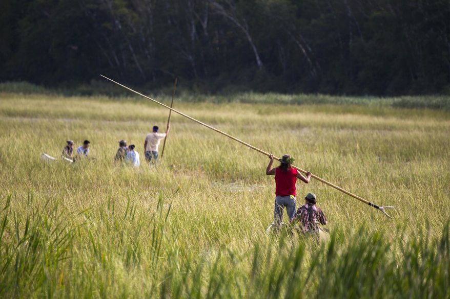 Chippewa band members harvest rice on Hole-in-the-Day Lake south of Nisswa, Minn., Thursday morning, Aug. 27, 2015. The Minnesota Department of Natural Resources moved to defuse a treaty rights challenge Thursday by issuing a group of Chippewa Indians a special permit to harvest wild rice on Hole-in-the-Day Lake in east-central Minnesota. (Brian Peterson /Star Tribune via AP) MANDATORY CREDIT; ST. PAUL PIONEER PRESS OUT; MAGS OUT; TWIN CITIES LOCAL TELEVISION OUT