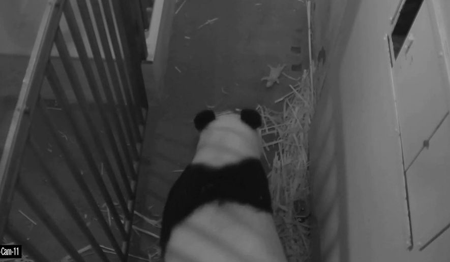 This image provided by the Smithsonian's National Zoo shows Giant Panda Mei Xiang and her cub at the zoo in Washington. The National Zoo's panda parents, Mei Xiang and Tian Tian, have another son. The zoo announced Friday that the surviving panda cub is male and the son of the zoo's male panda Tian Tian. Mei Xiang gave birth to fraternal twins Saturday, but the smaller cub — also a male fathered by Tian Tian — died Wednesday. (Smithsonian's National Zoo via AP)