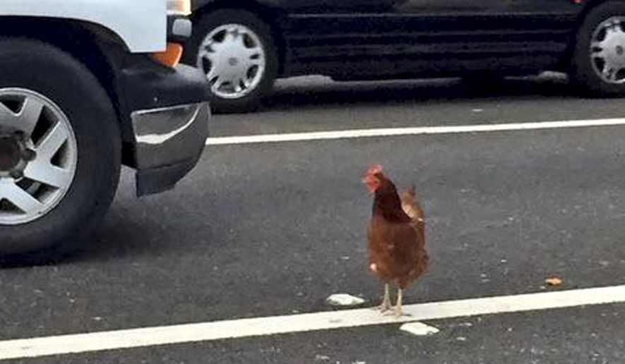 In this Wednesday, Sept. 2, 2015 photo, a brown chicken runs across the road through the lanes of a toll plaza on the Bay Bridge in San Francisco. California Highway Patrol officers managed to capture the felonious chicken that fouled up rush-hour traffic on the bridge. (Jeff Chu via AP) MANDATORY CREDIT