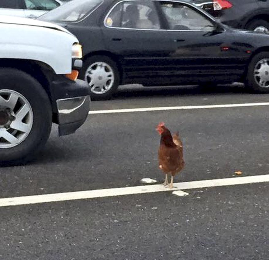 In this Wednesday, Sept. 2, 2015 photo, a brown chicken runs across the road through the lanes of a toll plaza on the Bay Bridge in San Francisco. California Highway Patrol officers managed to capture the felonious chicken that fouled up rush-hour traffic on the bridge. (Jeff Chu via AP) MANDATORY CREDIT