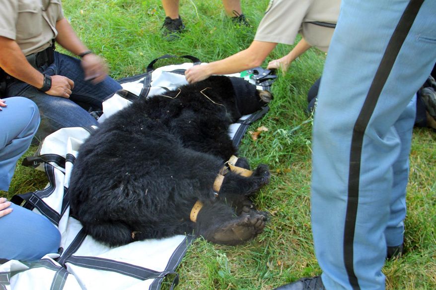This photo provided by the Arapaho County Sheriff's Department shows wildlife officials preparing to move a black bear that wandered into a neighborhood in Centennial, Colo., a Denver suburb, Friday, Sept. 4, 2015. Officials say bear sightings are on the rise in the Denver area as the animals struggle to find food in preparation for their winter hibernation. A combination of wet weather and sudden freezes in northeastern Colorado has stunted the growth of the berries the bears rely in the mountains. As a result, the animals have been making their way to town for other nourishment as they try to bulk up for their winter hibernation. (Arapaho County Sheriff's Department via AP)
