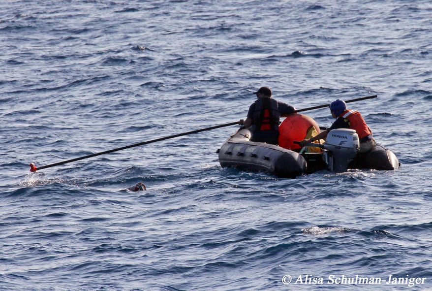 In this Friday, Sept. 4, 2015, photo, provided by Alisa Schulman-Janiger, rescuers try to free a blue whale that got tangled up in hundreds of feet of line off the coast of Southern California. Boats, airplanes and helicopters searched up and down the Southern California coast Saturday for the whale, and rescuers said unless they free it, the massive mammal could eventually die. (Alisa Schulman-Janiger via AP) MANDATORY CREDIT