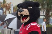 11 - Ole Miss Rebel Black Bear.jpg