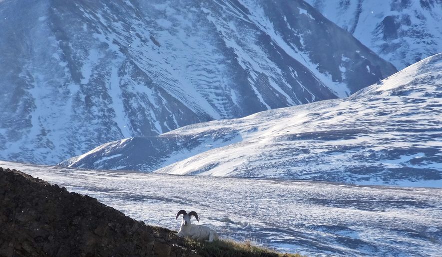 A Dall sheep lounges on a ridge line, Wednesday, Sept. 2, 2015, in Denali National Park and Preserve, Alaska. The park is an adventurer’s paradise with few marked trails, inviting backcountry exploration. (AP Photo/Becky Bohrer)