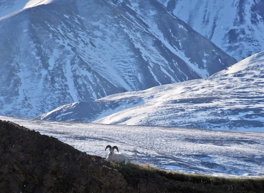 A Dall sheep lounges on a ridge line, Wednesday, Sept. 2, 2015, in Denali National Park and Preserve, Alaska. The park is an adventurer’s paradise with few marked trails, inviting backcountry exploration. (AP Photo/Becky Bohrer)