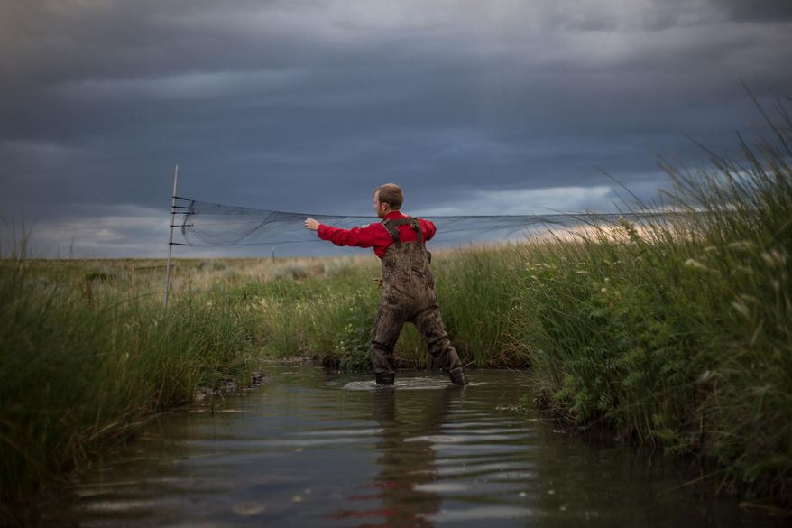 Brian Zinke, a non-game technician with Wyoming Game and Fish Department, sets up a net across Poison Spider Creek on Wednesday, July 22, 2015, while conducting a bat survey outside Casper, Wyo. The department is in the final year of an eight-year survey cataloging bats across the state's cliffs and forests. (Ryan Dorgan, Casper Star-Tribune via AP)