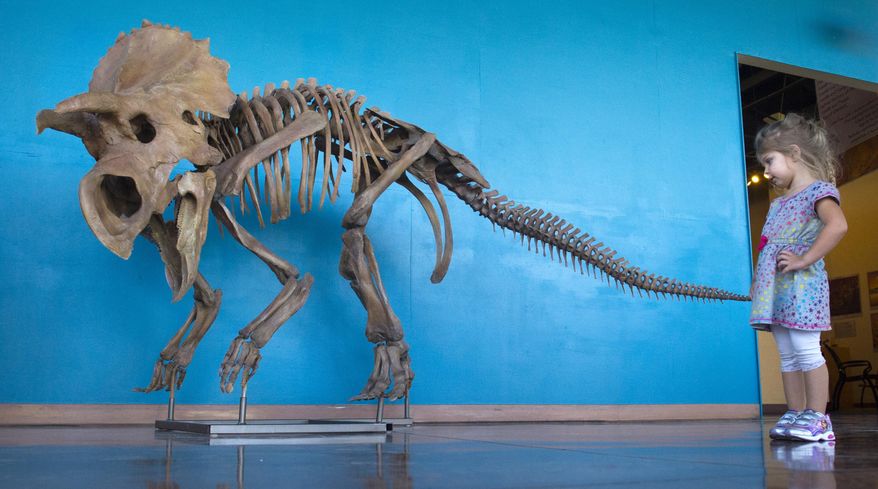 Brynley Lorentz, 3, of Colorado Springs, Colo., looks at a dinosaur Wednesday, Sept. 16, 2015, at the Rocky Mountain Dinosaur Resource Center in Woodland Park, Colo. (Mark Reis/The Gazette via AP) MAGS OUT; MANDATORY CREDIT (REV-SHARE) MBI