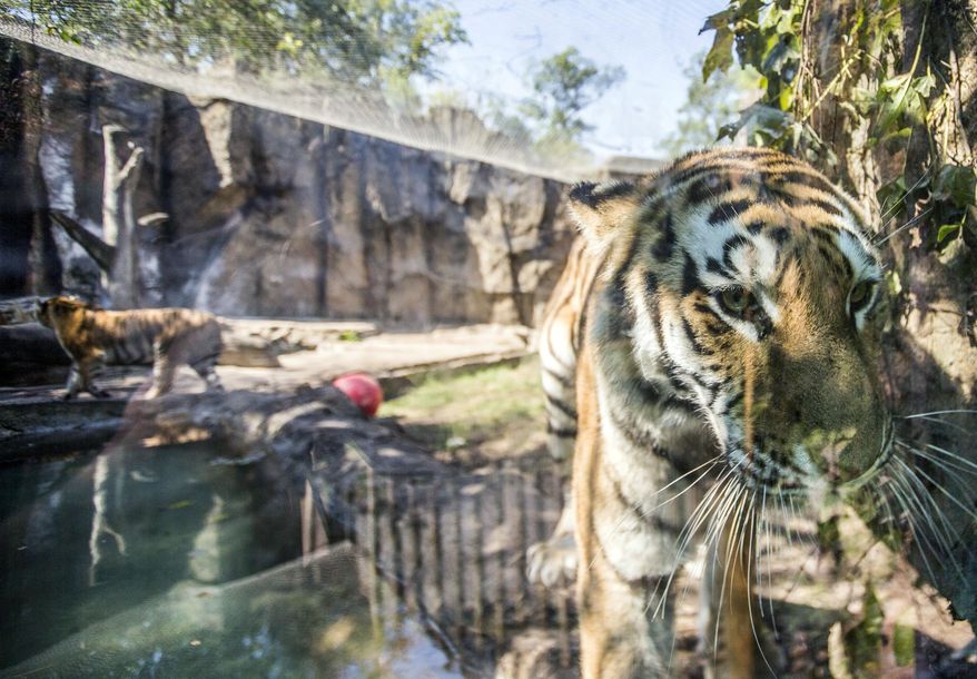 In this Thursday, Sept. 17, 2015 photo, one of four new Amur tigers peers through the glass of her enclosure at the Potawatomi Zoo in South Bend, Ind. Potawatomi Zoo curator Josh Sisk says the four new tigers are sisters and were born two years ago in Columbus, Ohio. (Robert Franklin/South Bend Tribune via AP) **FILE**