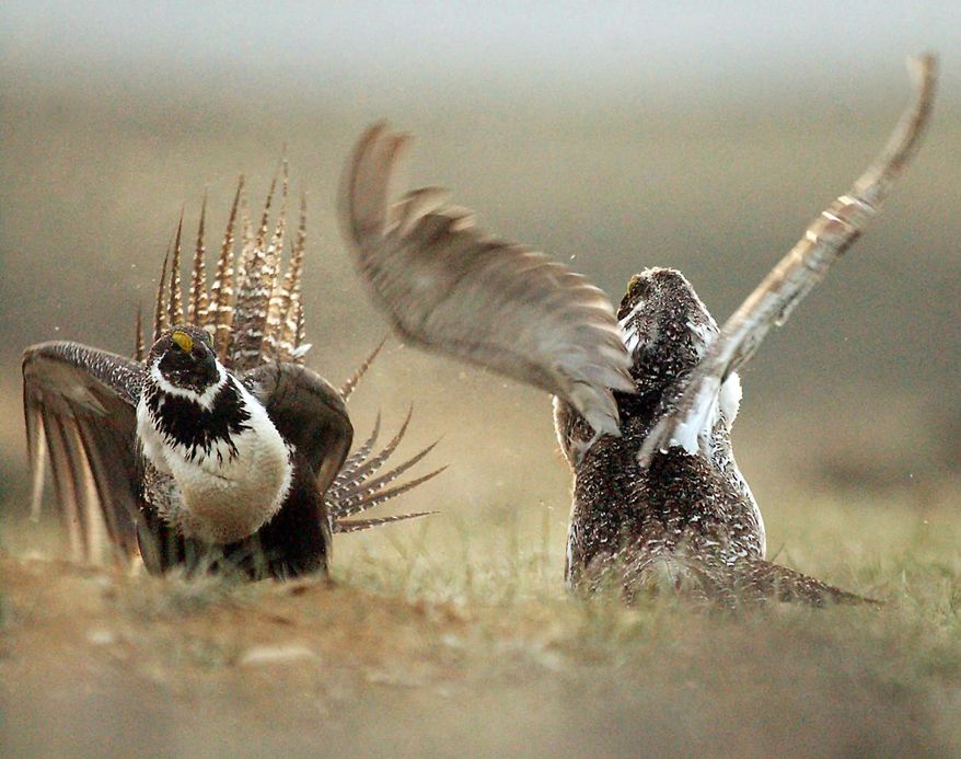 FILE - In this May 9, 2008 file photo, male sage grouses fight for the attention of a female, southwest of Rawlins, Wyo. As one of the West’s worst wildfire seasons in memory grinds on, federal officials are defending a new high-priority policy to protect not only homes and businesses, but also vast and remote areas for the benefit of the imperiled, ground-dwelling sage grouse. (Jerret Raffety, Rawlins Daily Times via AP, File)