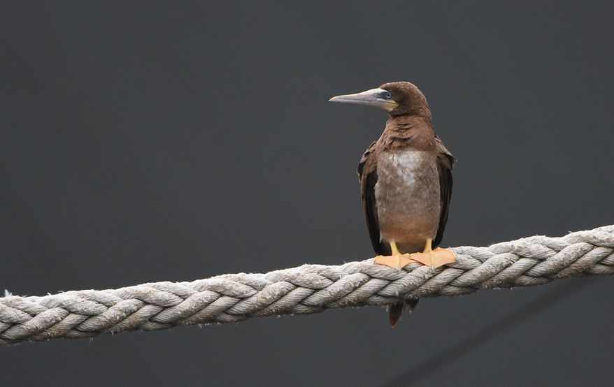 A juvenile brown booby sits on a mooring line between the ships Denebola and Antares in Baltimore's Inner Harbor Tuesday, Sept. 22, 2015. A pair of the birds, an adult and a juvenile have been in the area for the past week. The birds are common in the tropics but rarely seen along the U.S. coastline. (Jerry Jackson /The Baltimore Sun via AP) WASHINGTON EXAMINER OUT; MANDATORY CREDIT