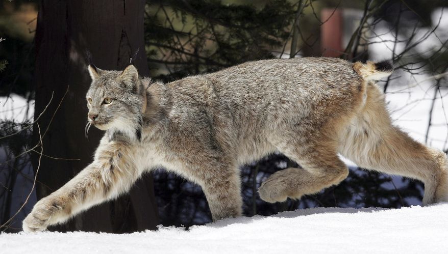 FILE - In this April 19, 2005, file photo, a Canada lynx heads into the Rio Grande National Forest after being released near Creede, Colo. A federal judge has dismissed a lawsuit over lynx trapping after wildlife activists and state officials reached a settlement that will limit the types of traps and snares that can be sued to catch the animals. Trappers who intervened in the case opposed the settlement, but U.S. District Judge Dana Christensen said their displeasure with the deal was not enough to sink it. (AP Photo/David Zalubowski, File)