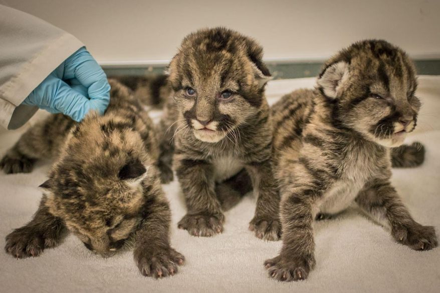 In a Monday, Sept. 21, 2015 photo provided by the Oregon Zoo, three 10-day-old rescued cougar cubs are show at the Oregon Zoo in Portland, Ore. The cubs, discovered in Washington State by Fish and Wildlife officials recently, arrived in Portland Sept. 18, weighing just a pound and a half each. They have yet to cut their teeth, and their eyes are barely open, still cloudy blue and unable to focus, but they have been eating well and are very vocal. (Kathleen C. Street/Oregon Zoo via AP) MANDATORY CREDIT