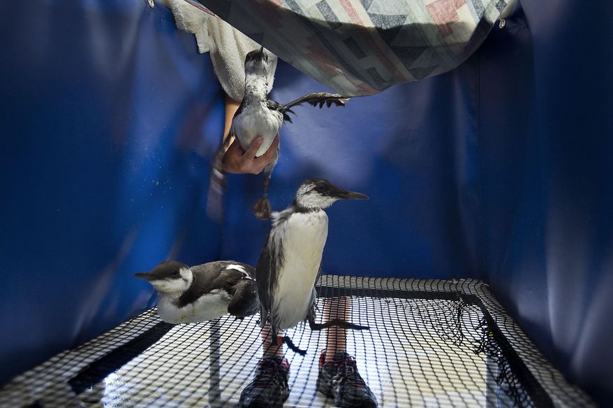 In this photo taken Thursday, Sept. 24, 2015, intern Julie Wheeler places a common murre into a forced-air drier after an exam at the International Bird Rescue facility in Cordelia, Calif. Across Northern California, malnourished seabirds have been appearing in alarming numbers, some shrunken to little more than feather and bone. Many of the thin-billed species are being brought into the International Bird Rescue Center, which says it is taking in the birds at the highest rates in 18 years. (Randall Benton/The Sacramento Bee via AP)
