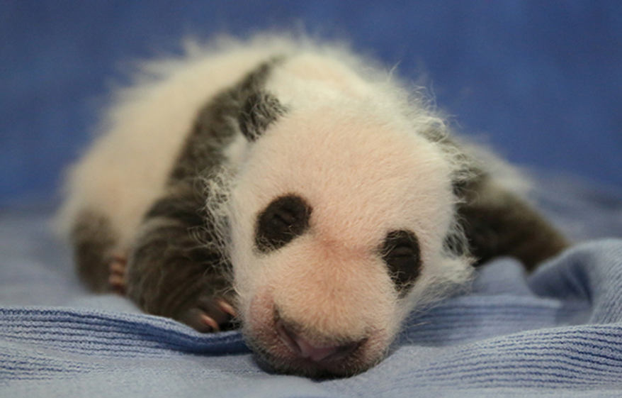 Bei Bei, the baby panda at the National Zoo. (Image: http://nationalzoo.si.edu/Animals/GiantPandas/)