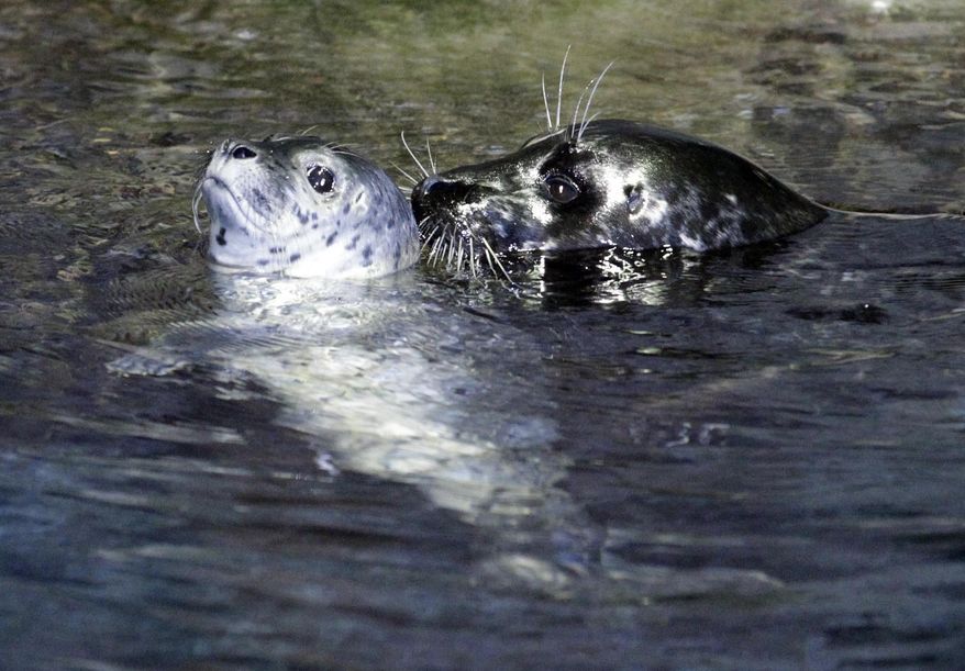 In this Dec. 14, 2011 photo, Riley, a four-day-old harbor seal pup, swims close to its mother Presley in the North Pacific seal exhibit in the Moody Gardens Aquarium Pyramid in Galveston, Texas. Experts say the female harbor seal named Presley has died at Moody Gardens in Galveston. The Galveston County Daily News reported Saturday, Sept. 26, 2015, Presley, one of two harbor seals at the aquarium, apparently had stomach trouble. Moody Gardens spokesman Greg Whittaker says 10-year-old Presley was unexpectedly found dead last week in the exhibit. (Kevin M. Cox/The Galveston County Daily News via AP) MANDATORY CREDIT