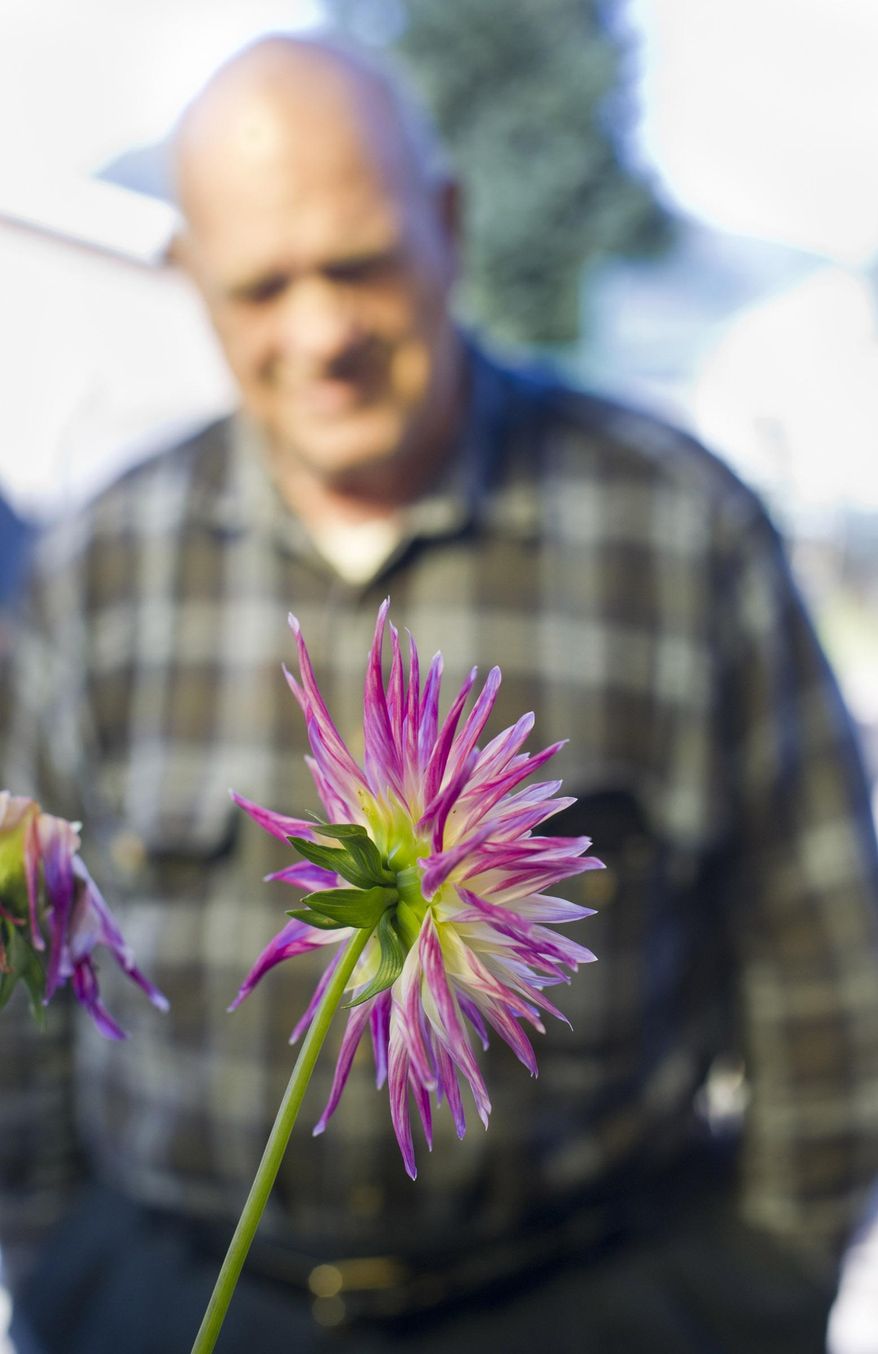 ADVANCE FOR THE WEEKEND - A dahlia blooms in Alan Love's backyard garden in Juneau, Alaska, Tuesday, Sept. 1, 2015. Four years ago, Juneau resident Alan Love took the gravel-covered backyard of his new home in the Mendenhall Valley, close to Riverbend Elementary School, and turned it into a picturesque garden. He said the previous owner had been fighting a losing battle with moss in the back, hence the gravel, but Love saw the gardening potential of the fenced-in plot. (Michael Penn/Juneau Empire via AP)
