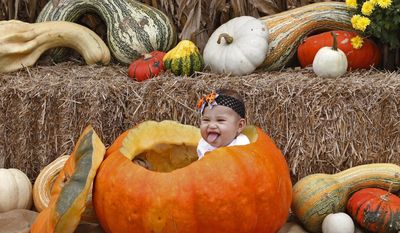 Alaina Franklin, 6 months old, poses for a photo at Relleke&#x27;s Pumpkin Patch in Granite City, Mo.  (J.B. Forbes/St. Louis Post-Dispatch via AP)