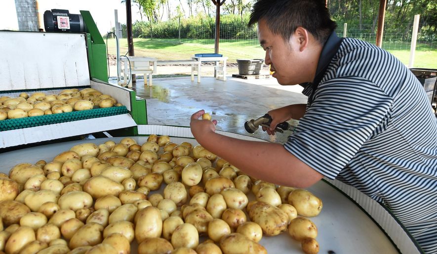ADVANCE FOR USE SATURDAY, OCT. 10 - In this photo taken Friday, Sept. 25, 2015, Teng Thao, of St. Paul, Minn., checks the quality of a little potato as he washes them on a farm south of Hastings, Minn. The farm is owned by the Hmong American Farmers Association, which has helped the Thaos broker deals to sell their vegetables to grocery chains such as Lunds & Byerlys and Mississippi Market. (Jean Pieri/Pioneer Press via AP) MINNEAPOLIS STAR TRIBUNE OUT; MANDATORY CREDIT