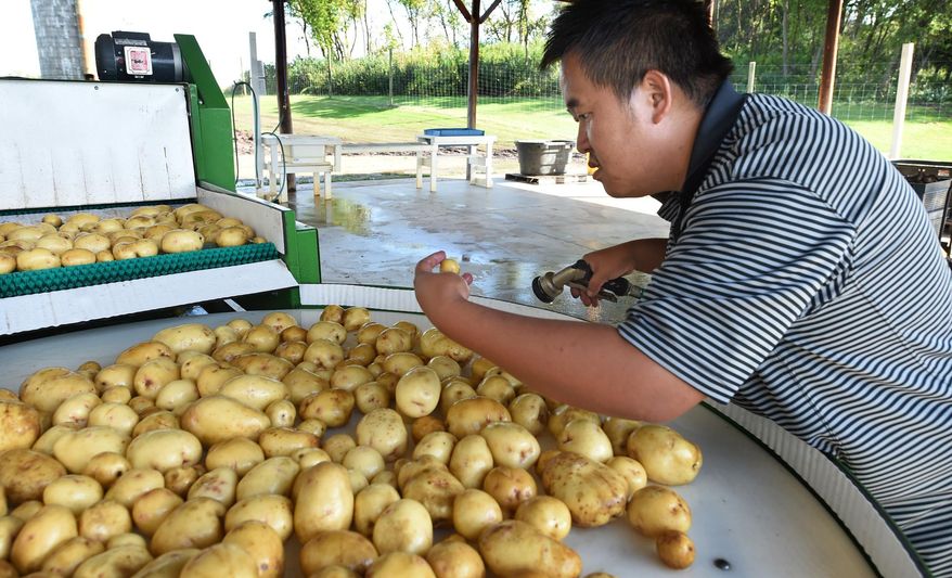 ADVANCE FOR USE SATURDAY, OCT. 10 - In this photo taken Friday, Sept. 25, 2015, Teng Thao, of St. Paul, Minn., checks the quality of a little potato as he washes them on a farm south of Hastings, Minn. The farm is owned by the Hmong American Farmers Association, which has helped the Thaos broker deals to sell their vegetables to grocery chains such as Lunds & Byerlys and Mississippi Market. (Jean Pieri/Pioneer Press via AP) MINNEAPOLIS STAR TRIBUNE OUT; MANDATORY CREDIT