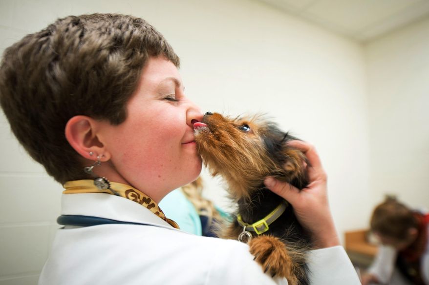 In this Thursday, May 14, 2015 photo provided by Michigan State University, senior DVM student Kathryn Shapero is with Louie, a Yorkshire terrier that underwent a cleft palate surgery and was in for a checkup at Veterinary Medical Center at Michigan State University's College of Veterinary Medicine in Lansing, Mich. A unique partnership between a children's hospital and a veterinary school is turning out to be a win-win for canines and kids alike. (G.L. Kohuth/Michigan State University via AP)
