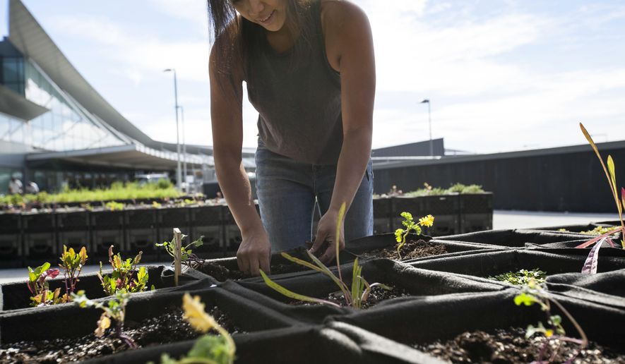 In this photo provided by JetBlue, farmer Katrina Ceguera works at a 24,000 square-foot &amp;quot;farm&amp;quot; outside Terminal 5 at John F. Kennedy International Airport in New York. The space is meant to educate travelers more than actually feed them, although eventually JetBlue would like to serve items grown there in terminal restaurants and even make some blue potato Terra Chips that are served on flights. (Jetblue via AP)
