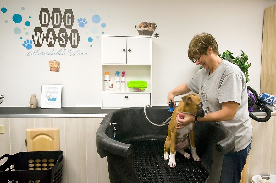 In this Sept. 16, 2015 photo, Kimberly Adams, owner of Sudzy Bath & Biscuits, prepares to give a boxer puppy a bath at her business in Anna, Ill. The all-in-one pet store has daycare and boarding for dogs, baths, treats and grooming available. Adams said the store opened in July and it has already taken off better than she anticipated. (Richard Sitler/The Southern Illinoisan via AP)