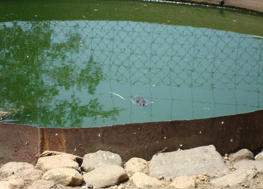 In this July 6, 2012 photo provided by Tracey Kuelh, a dead animal floats in a large water feature for ducks and geese at Cricket Hollow Zoo in Manchester, Iowa. A federal lawsuit against the privately owned zoo that houses hundreds of animals, filed by Iowa residents dismayed with the animal's living conditions, could provide the first definitive court ruling in the country on how so-called “roadside zoos” must care for animals considered endangered. (Courtesy Tracey Kuehl via AP)