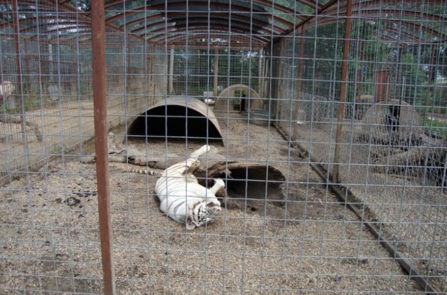 In this June 24, 2012 photo provided by Tracey Kuehl, a white tiger lies on its back near a log in it's year-round caged enclosure at Cricket Hollow Zoo in Manchester, Iowa. A federal lawsuit against the privately owned zoo that houses hundreds of animals, including exotic tigers and lemurs, could provide the first definitive court ruling in the country on how so-called “roadside zoos” must care for animals considered endangered. (Courtesy Tracey Kuehl via AP)