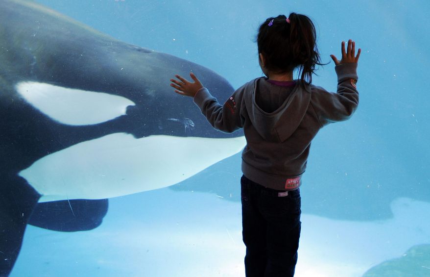 FILE - In this Nov. 30, 2006, file photo, a young girl watches through the glass as a killer whale passes by while swimming in a display tank at SeaWorld, in San Diego. SeaWorld wants to greatly expand the tanks it uses to hold killer whales in San Diego but animal rights activists are opposed, saying breeding the animals in captivity is cruel no matter the size of the tanks. A state agency is expected to consider Thursday, Oct. 8, 2015, how much regulators should weigh in on the $100 million proposal for the marine-theme park. (AP Photo/Chris Park, File)