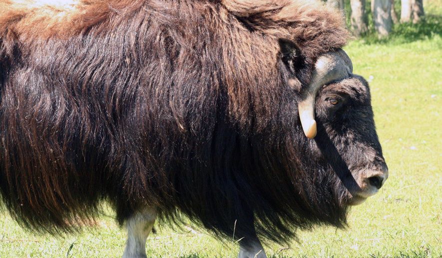 FILE - In this July 9, 2010, file photo a musk ox stands at a specialty farm in Palmer, Alaska. Alaska game officials have legalized an unusual new hunt that will allow residents to harvest musk oxen stranded on ice floes. Starting Thursday, Oct. 15, 2015, Alaska residents can harvest musk oxen that wander onto Bering Sea ice and become stranded when floes break and drift off. (AP Photo/Mark Thiessen,File)