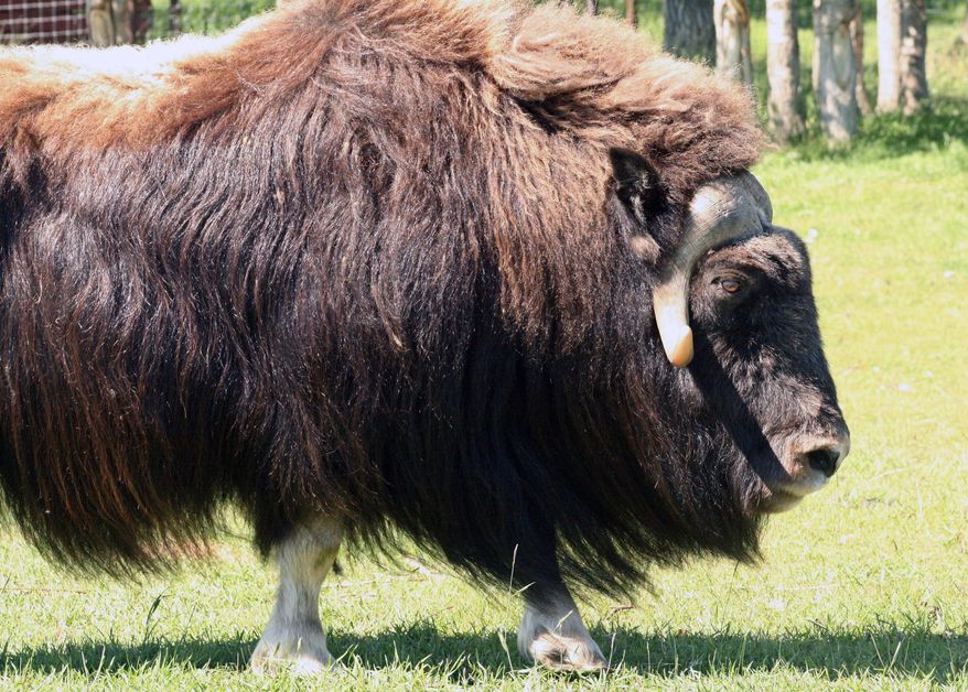 FILE - In this July 9, 2010, file photo a musk ox stands at a specialty farm in Palmer, Alaska. Alaska game officials have legalized an unusual new hunt that will allow residents to harvest musk oxen stranded on ice floes. Starting Thursday, Oct. 15, 2015, Alaska residents can harvest musk oxen that wander onto Bering Sea ice and become stranded when floes break and drift off. (AP Photo/Mark Thiessen,File)