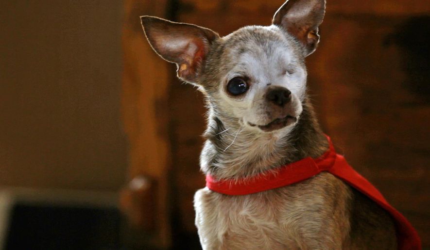 This undated photo provided by Crown Media United States, LLC, shows Harley, a 14-year-old Chihuahua owned by Rudi Taylor of Bethoud, Colo. Harley is the winner of this year's American Humane Association Dog of the Year award, and is the oldest, smallest and most challenged. Together four years, Harley and Taylor have spent the last two running “Harley to the Rescue,” raising a half million dollars to save and take medical care of over 500 other puppy mill dogs. As a spokes-dog against commercial breeders, Harley has visited thousands of people of all ages while Taylor described puppy mills.(Crown Media United States, LLC via AP