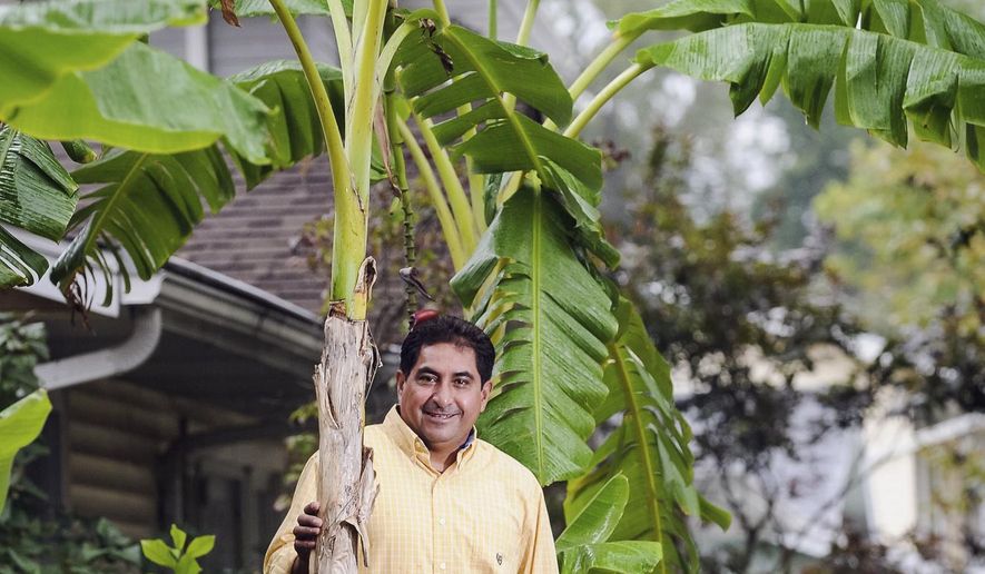 In this Sept. 29, 2015 photo, Alf Torres poses next to a banana tree in the front yard of his home in Moline, Ill. Torres who has seven banana trees, says he doesn&#39;t grow the plants to harvest bananas, but to add a touch of the tropics to the neighborhood. (Todd Mizener/The Dispatch via AP)