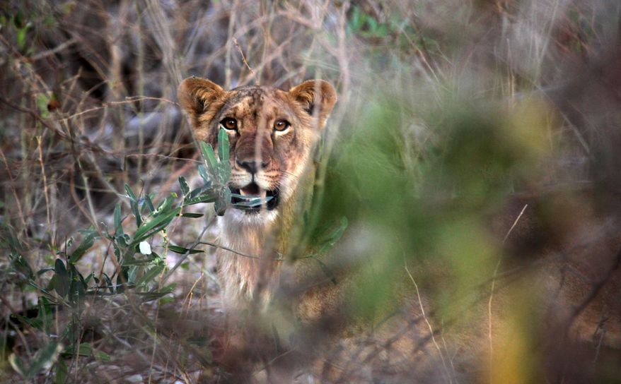 This Friday, July. 13, 2012, photo released by Philipp Henschel shows a male lion cub that is one of a few remaining in Nigeria’s Yankari National Park. New research published Monday, Oct. 26, 2015, shows sharp declines since 1990 in nearly all lion populations in West and Central Africa, and that both regions risk losing half their lions within the next two decades. (Philipp Henschel/Panthera via AP)